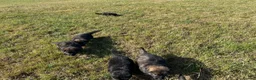 German Shepherd dogs for sale: Healthy & Chunky German Shepherd Puppies - Advert 3