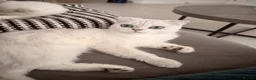 Scottish Fold cats for sale: White Scottish female looking for loving home - Advert 10