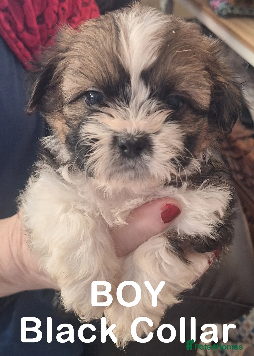 Mixed Breed dogs for sale: Shih-Tzu X Puppies - Advert 1