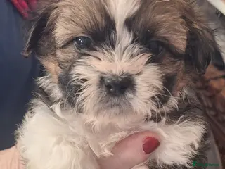 Mixed Breed dogs Shih-Tzu X Puppies - Advert 2