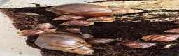 Snails invertebrates for sale: Giant African albino land snails  - Advert 3