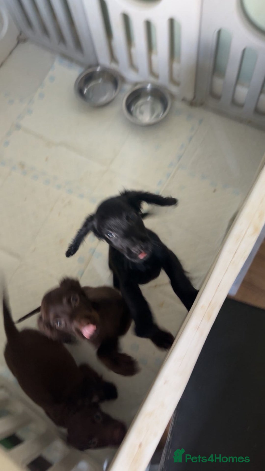 Cocker Spaniel dogs for sale: Pure breed cocker spaniels  - Image 4