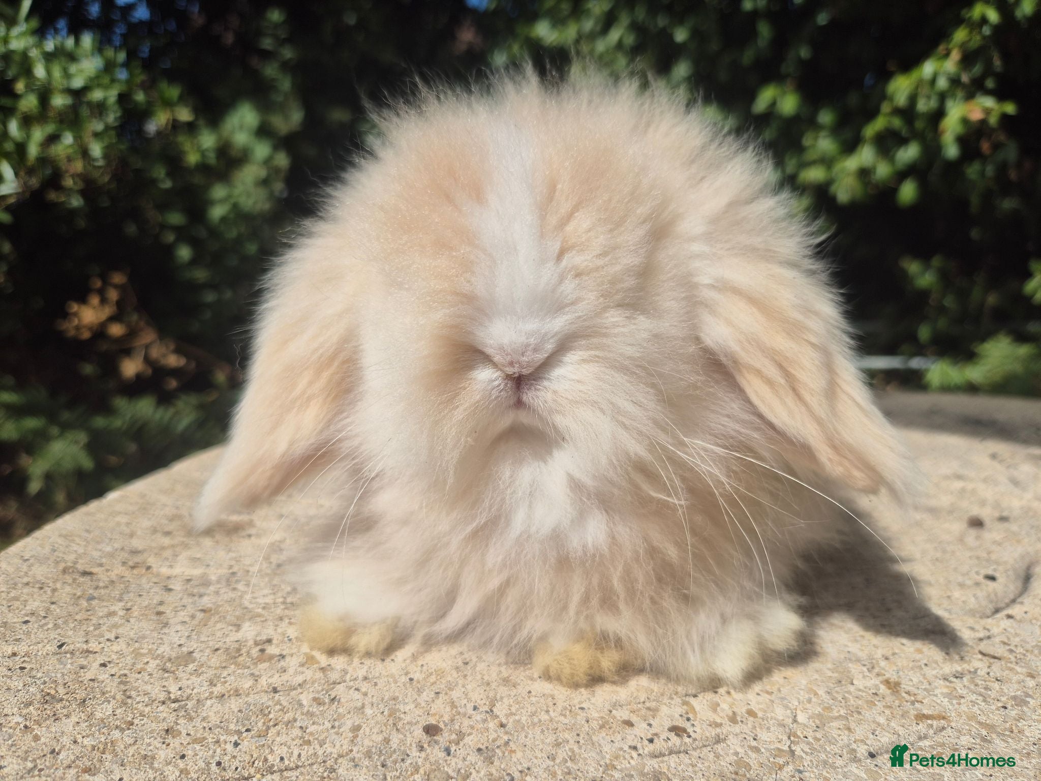 Angora rabbits 💓STUNNING TEDDYWIDDER BABIES- IMPORTED PARENTS 💓 - Advert 2