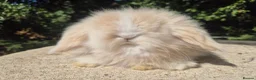 Angora rabbits for sale: 💓STUNNING TEDDYWIDDER BABIES- IMPORTED PARENTS 💓 - Advert 2