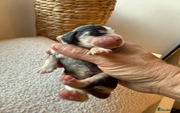Cocker Spaniel dogs for sale: Exceptional pedigree KC champion show Cockers.  - Image 23