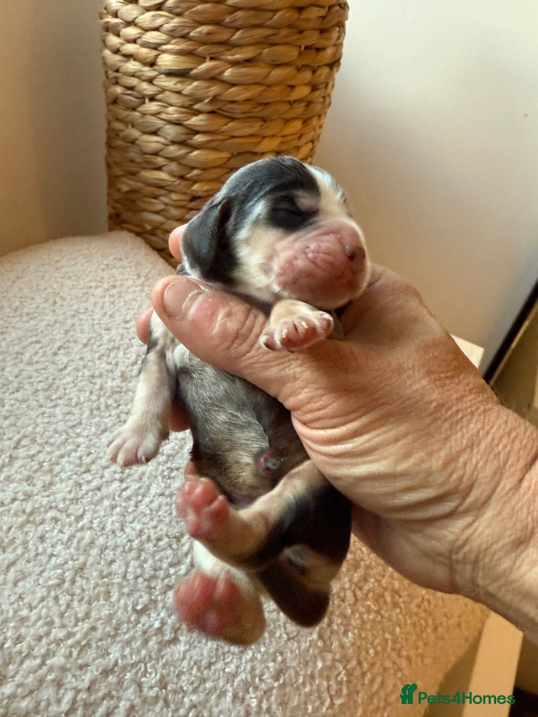 Cocker Spaniel dogs for sale: Exceptional pedigree KC champion show Cockers.  - Image 23