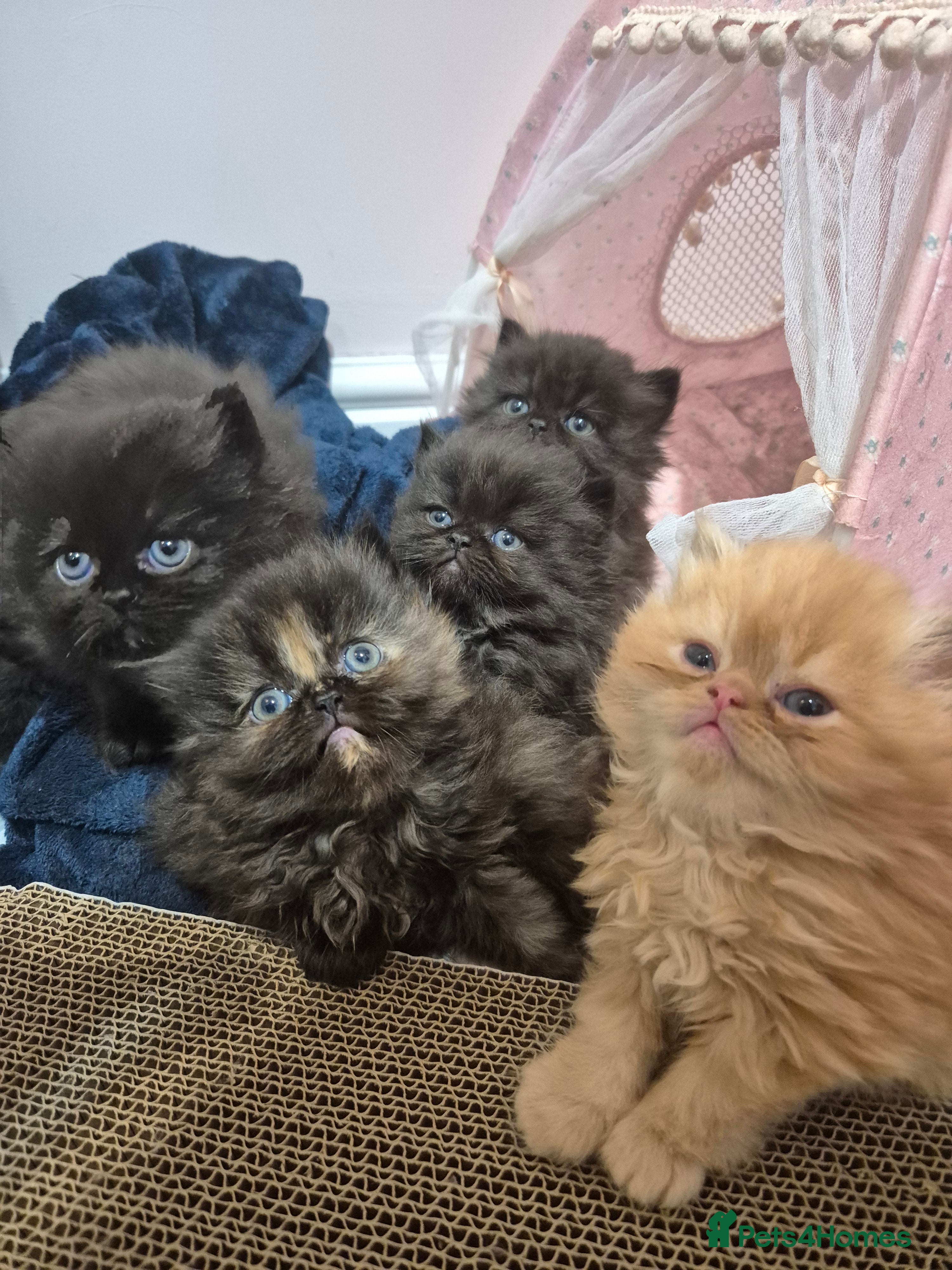 Persian cats Gorgeous Persian kittens! READY FOR 20TH DECEMBER! - Advert 2