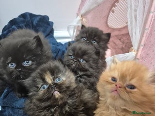 Persian cats Gorgeous Persian kittens! READY FOR CHRISTMAS! - Advert 2