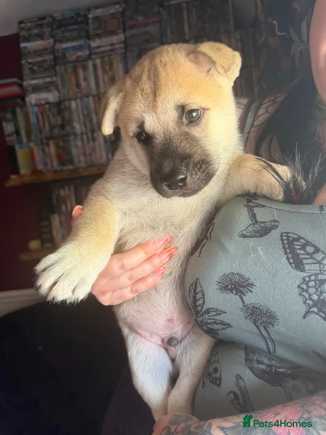 Mixed Breed dogs for sale: Malamute/sharpei  - Advert 2