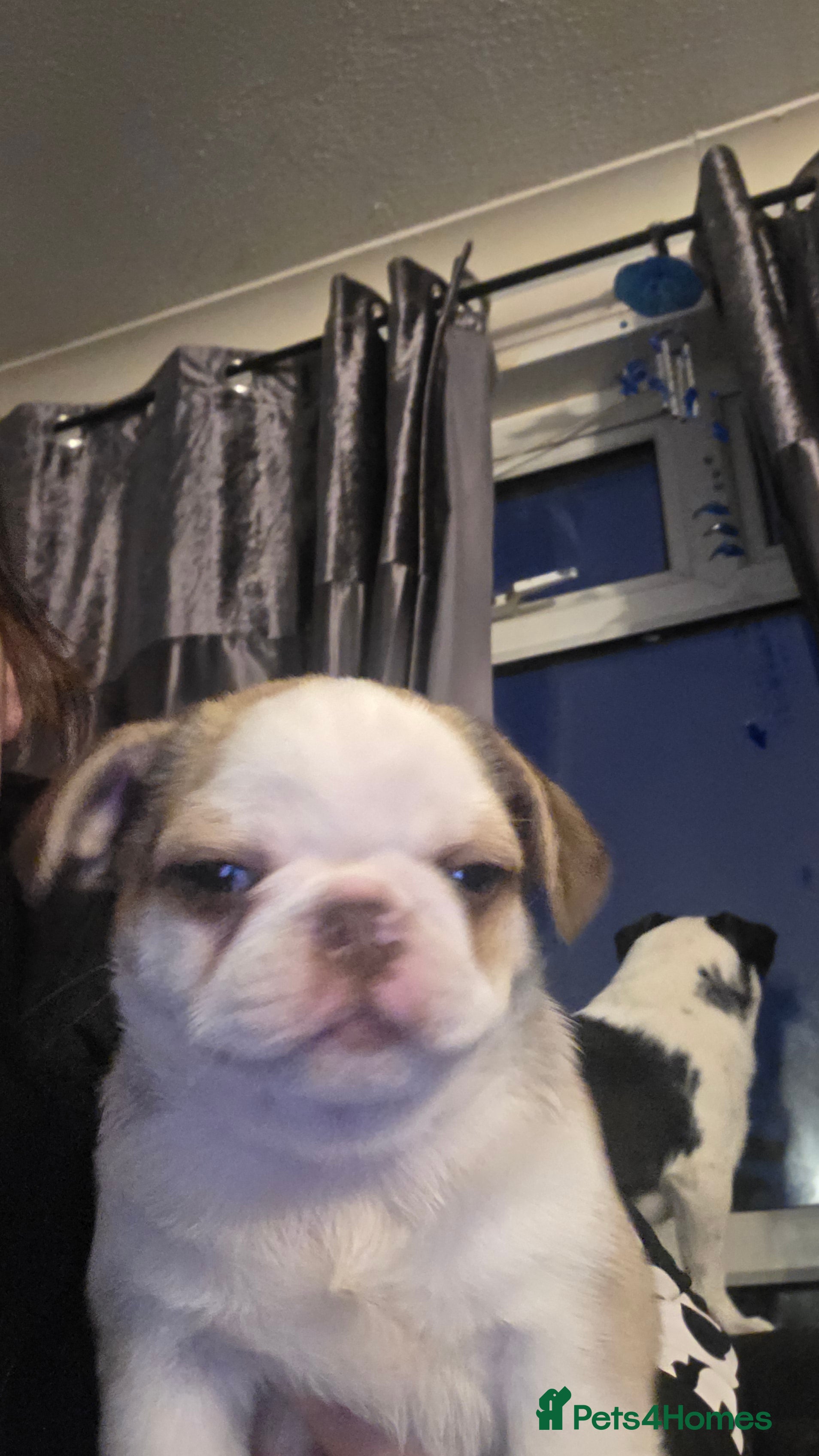 Pug dogs Kc registered boy and girl left ready now  - Advert 5