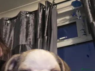 Pug dogs Kc registered boy and girl left ready now - Advert 5