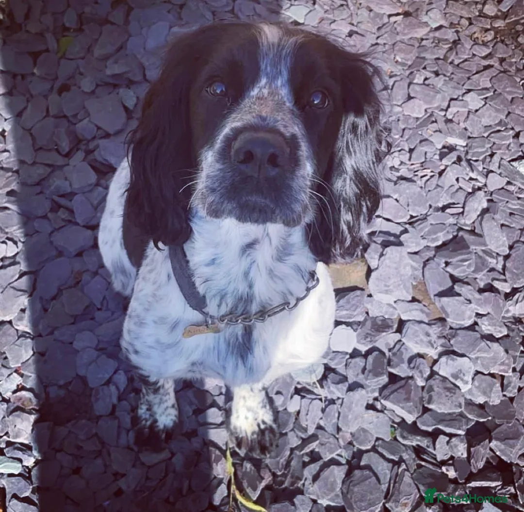 Sprocker dogs for stud: Twice proven handsome Sprocker available for stud in Mexborough - Advert 9