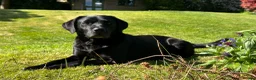 Labrador Retriever dogs for sale: SUPERB LABRADOR PUPPIES  in Dorchester - Advert 6