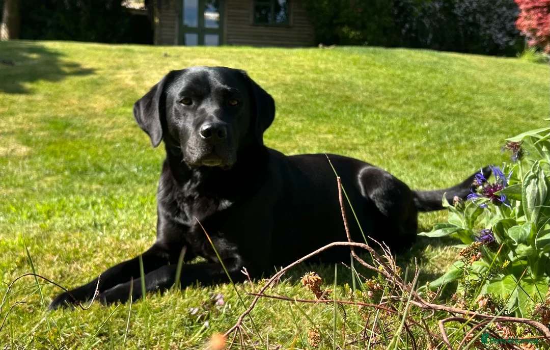 Labrador Retriever dogs for sale: SUPERB LABRADOR PUPPIES  in Dorchester - Advert 6