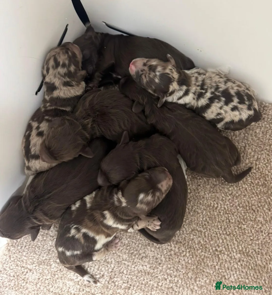 Cockapoo dogs for sale: Chocolate Phantom Cockapoo Puppies - Advert 17