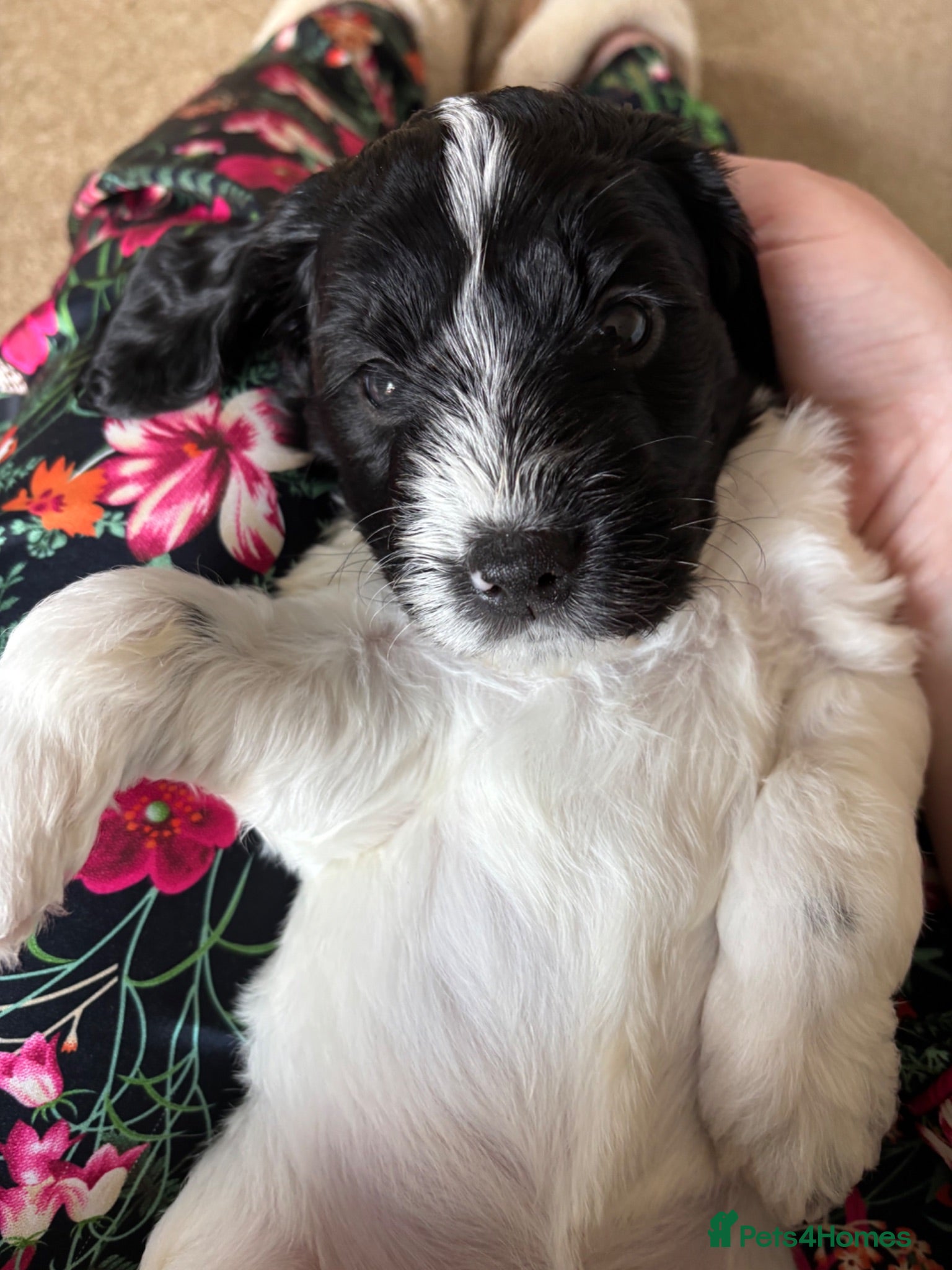 Mixed Breed dogs Beautiful Cockerpoo puppies for sale - Advert 1