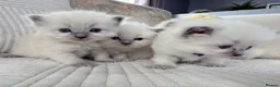 Ragdoll cats for sale: Blue Point Ragdoll Kittens for sale - Advert 22