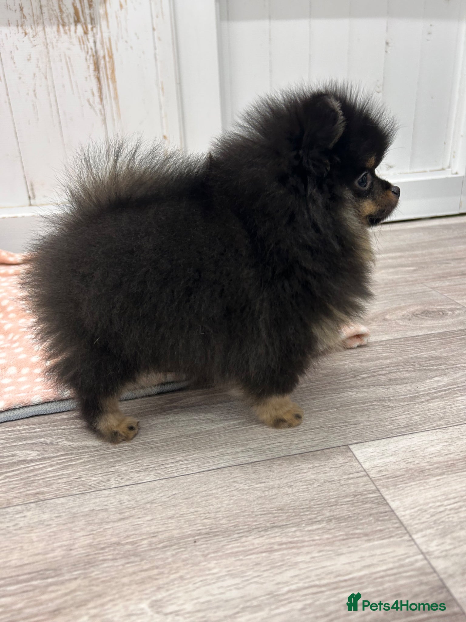 Pomeranian dogs Black and Tan girl  - Advert 17