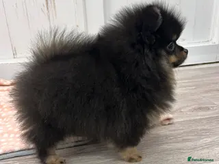 Pomeranian dogs Black and Tan girl - Advert 17