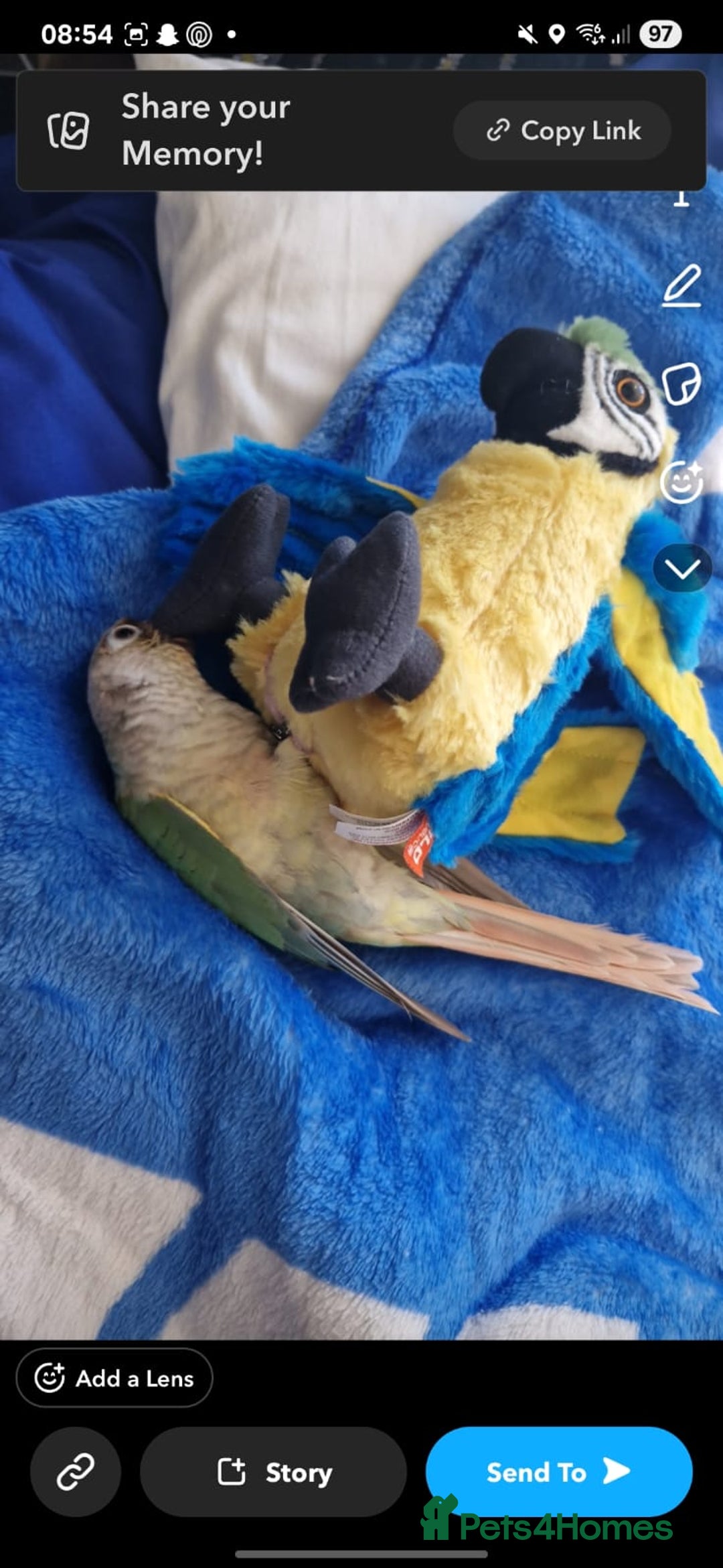 Conures birds for sale: Hand tame conure 10 months old  - Image 4