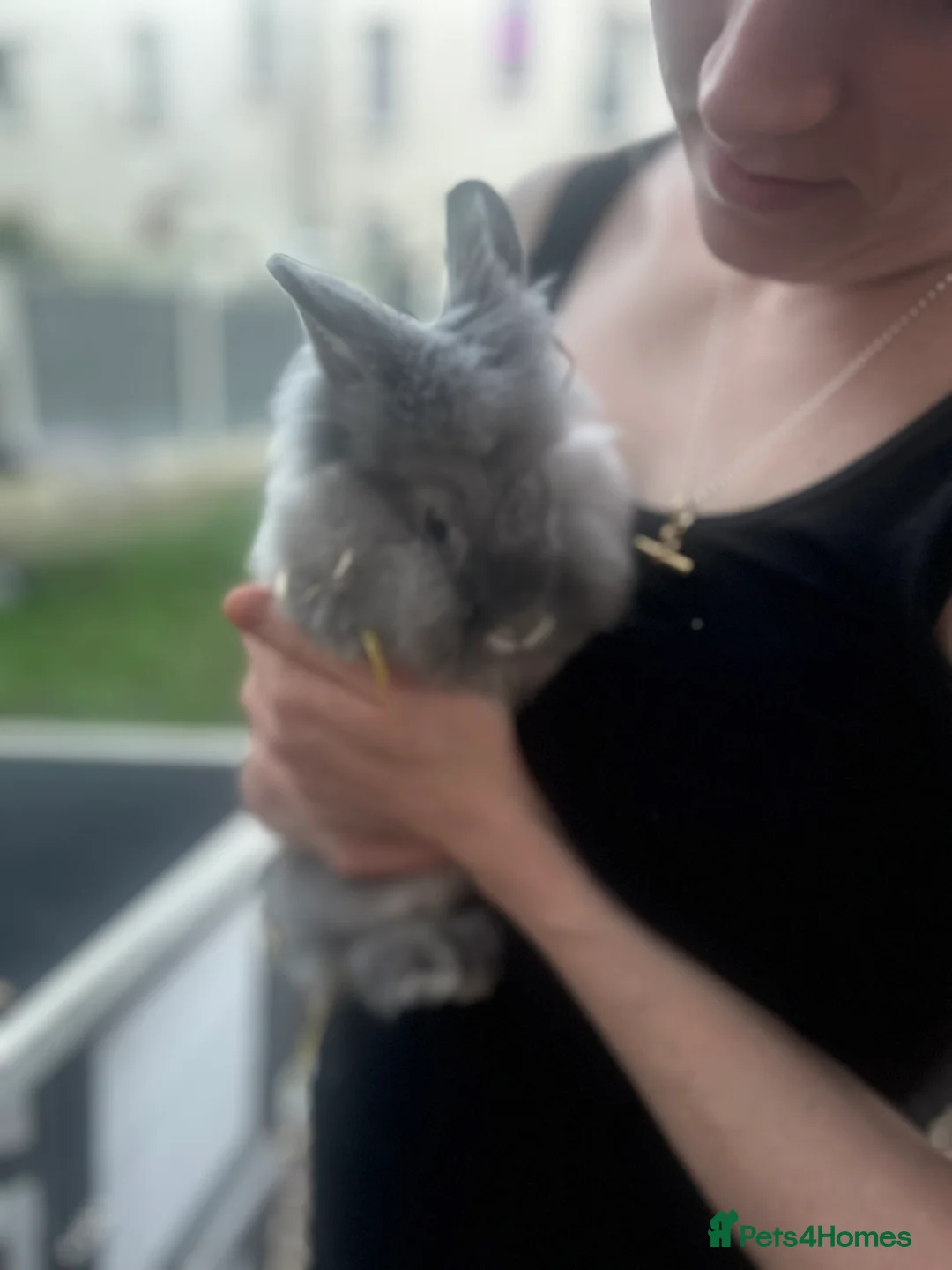 Lionhead rabbits for sale: Faye  in Wolverhampton - Advert 1