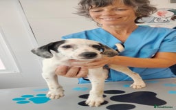 English Setter dogs for adoption: Roxy and Minty (Rina's Puppies) - Image 1