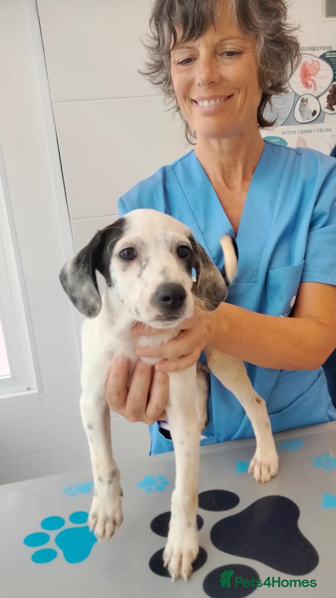 English Setter dogs for adoption: Roxy and Minty (Rina's Puppies) - Image 1