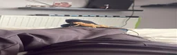 Bearded Dragon reptiles for sale: RED AND ORANGE Patterned BEARDED DRAGON  in Grimsby - Advert 3