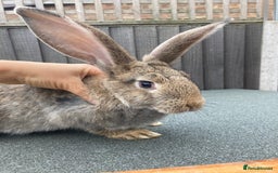 Continental Giant rabbits for sale: Continental Giant - Image 2