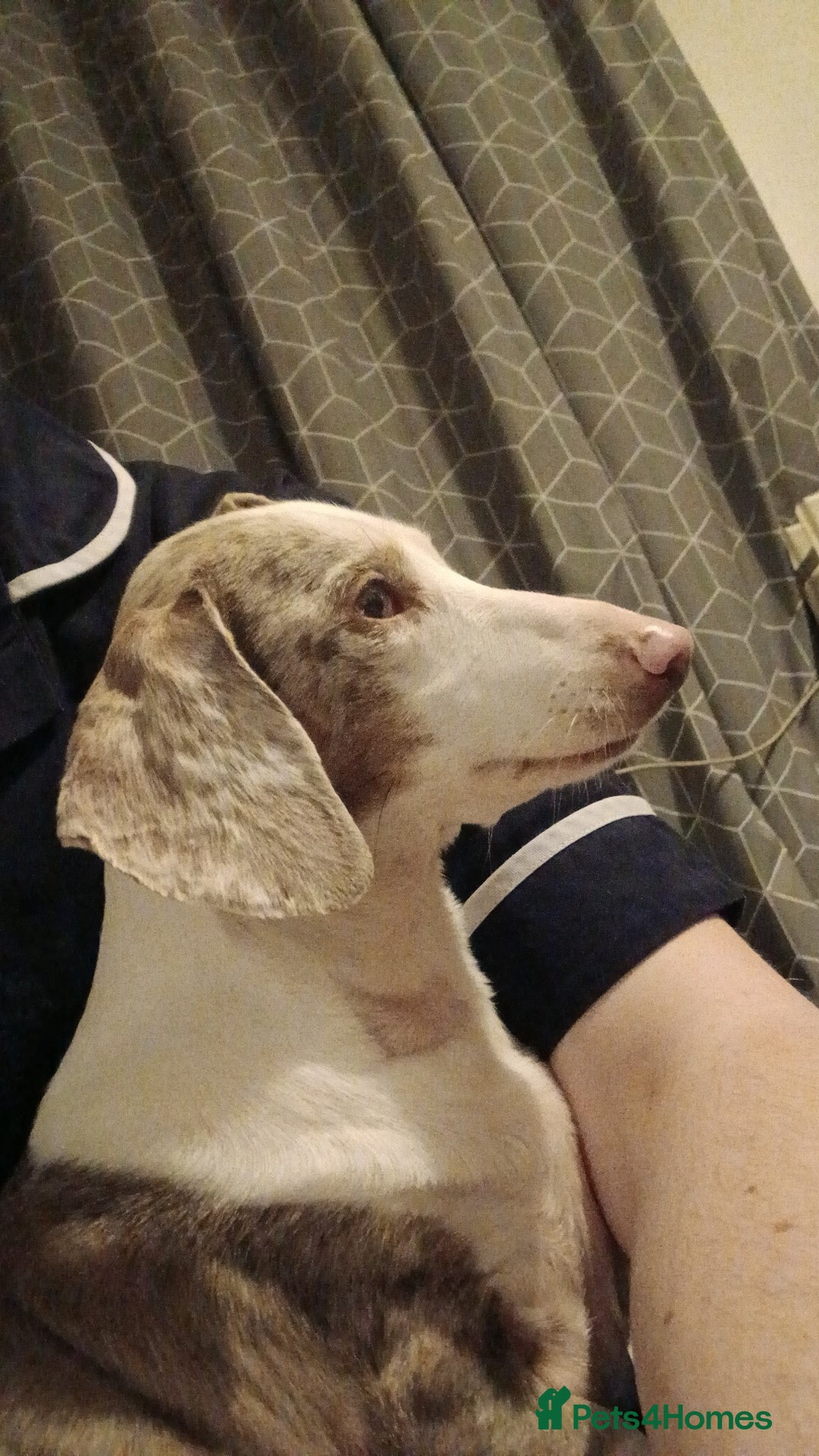 Dachshund dogs for sale: Beautiful female DD Dachshund  - Advert 3