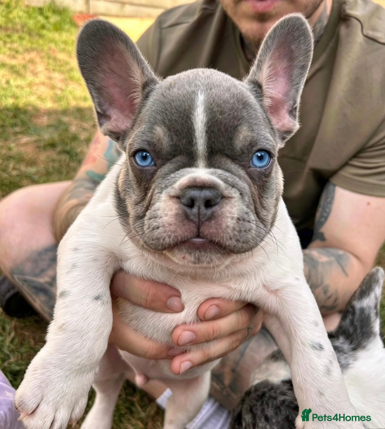 French Bulldog dogs French bulldog puppies  - Advert 3