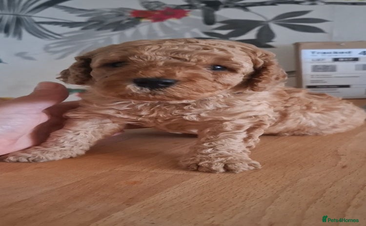 Cavapoo dogs - Advert 4