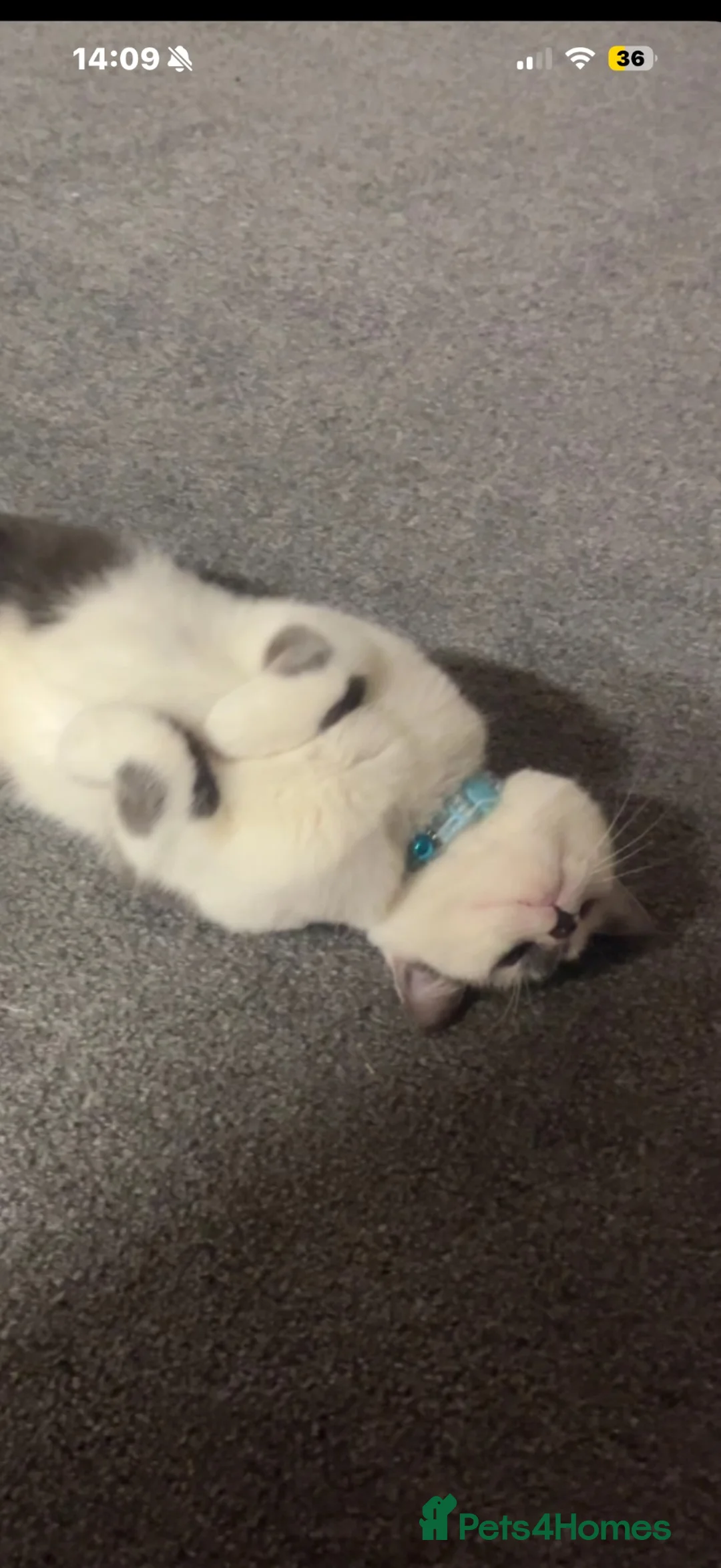 Domestic Shorthair cats for sale: Cosmo in Gateshead - Advert 2