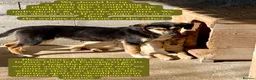 Mixed Breed dogs for adoption: Shauna, 6 months approx. Available for adoption. in Brixham - Advert 10