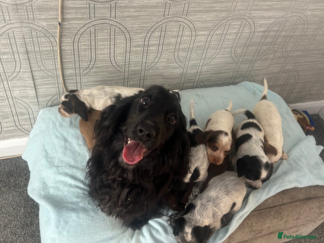 Cocker Spaniel dogs for sale: 🔥 rare coloured show type cocker spaniels  - Image 29