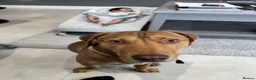 Mixed Breed dogs for adoption: Short Oso - Advert 20