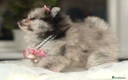 Pomeranian dogs for sale: ✨Tiny Teddy Face 🐻 KC Registered Parents ✨ - Image 10