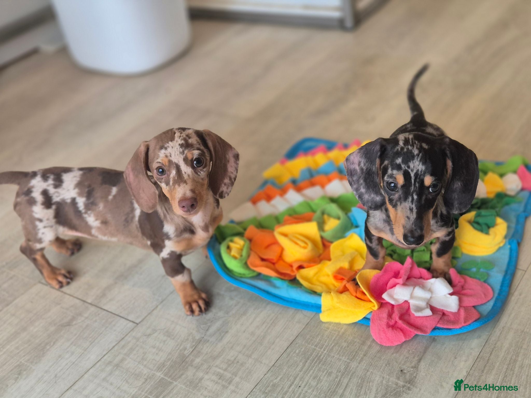 Miniature Dachshund dogs Miniature Dachshund Puppies - Advert 3