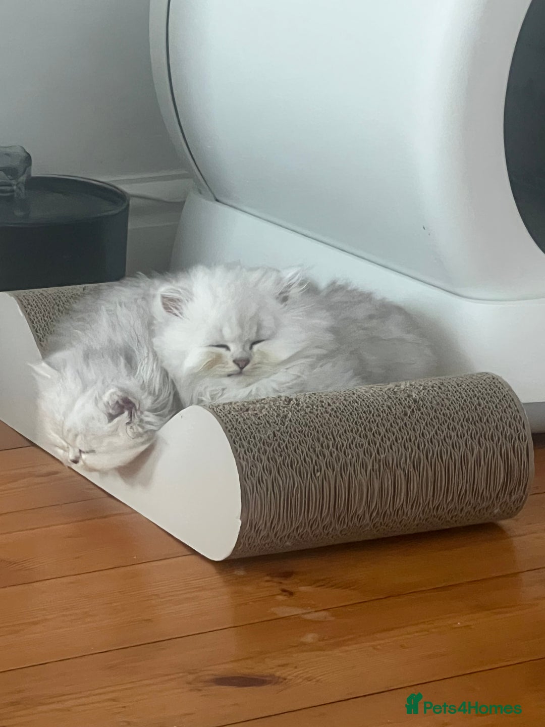 Persian cats for sale: Persian chinchilla kittens - Image 18