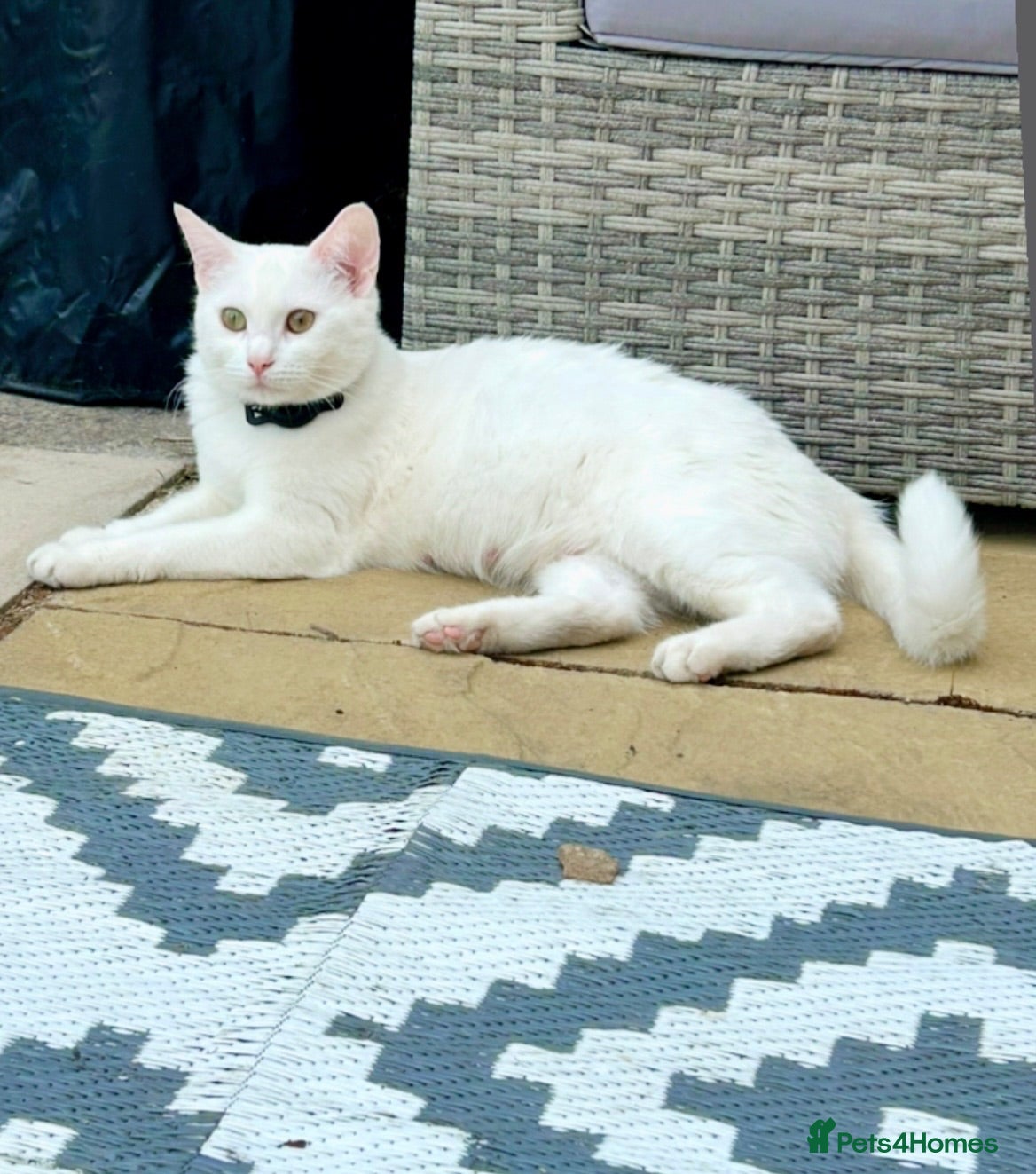 Turkish Van cats Beautiful Turkish van kittens for sale.  - Advert 1