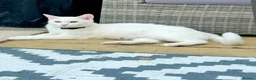 Turkish Van cats for sale: Beautiful Turkish van kittens for sale.  - Advert 1