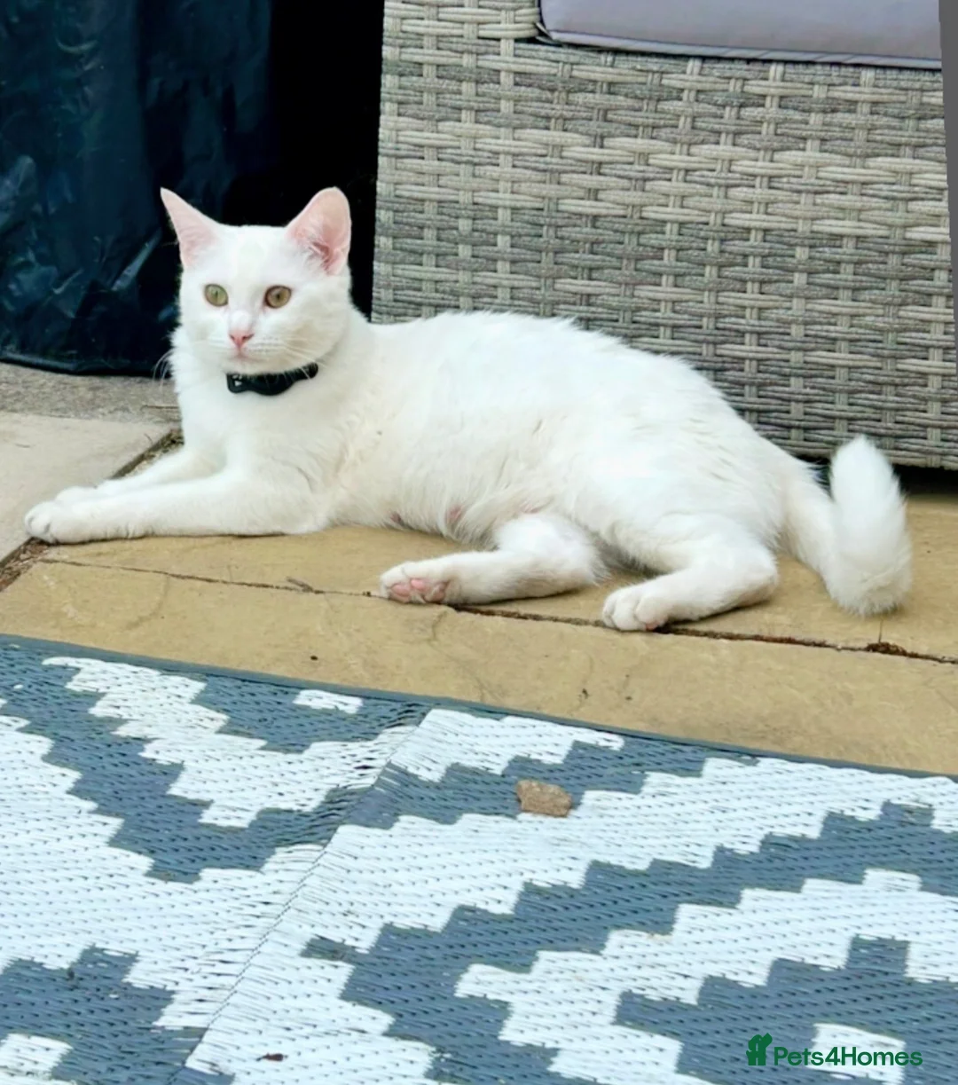 Turkish Van cats for sale: Beautiful Turkish van kittens for sale.  - Advert 1