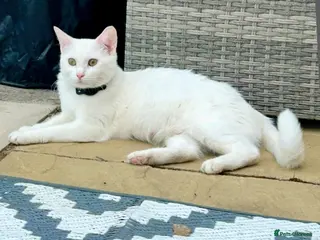 Turkish Van cats Beautiful Turkish van kittens for sale. - Advert 3