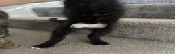 Mixed Breed cats for sale: Female kitten - Advert 5