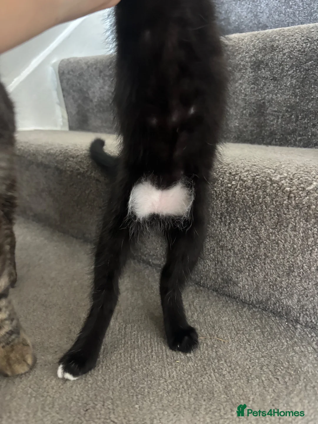 Mixed Breed cats for sale: Female kitten - Advert 5
