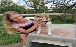 Mixed Breed dogs for adoption: 💖🐶 LISKA 🐶💖 - Image 4