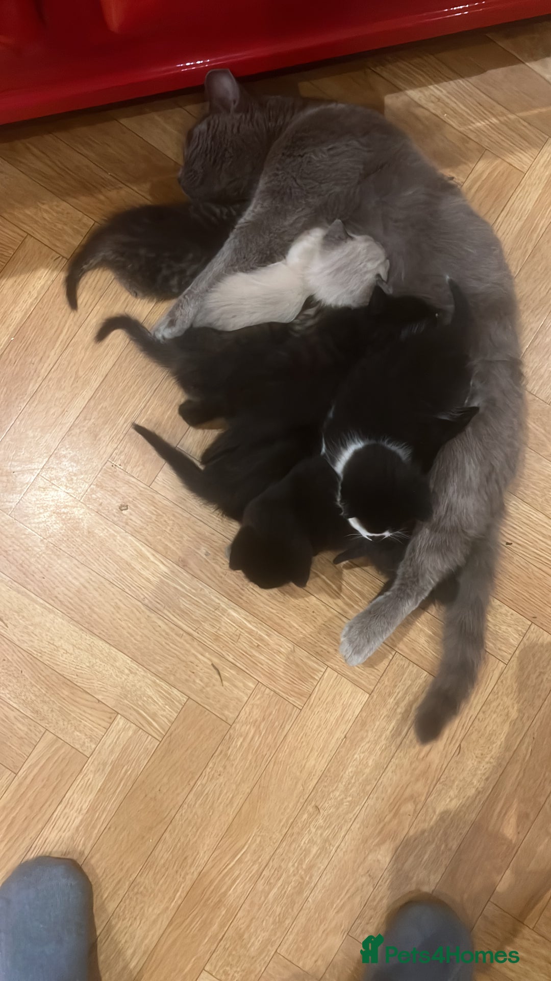 Mixed Breed cats for sale: Adorable Kittens Ready to Leave soon - Advert 22