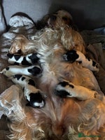 Cocker Spaniel dogs - Advert 4