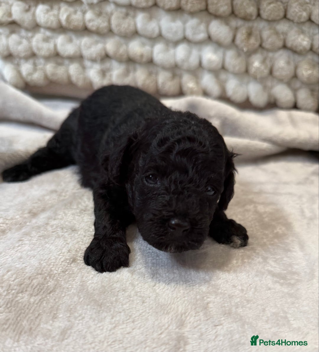 Toy Poodle dogs for sale: Adorable Toy Poodle Puppies READY TO GO! - Advert 27