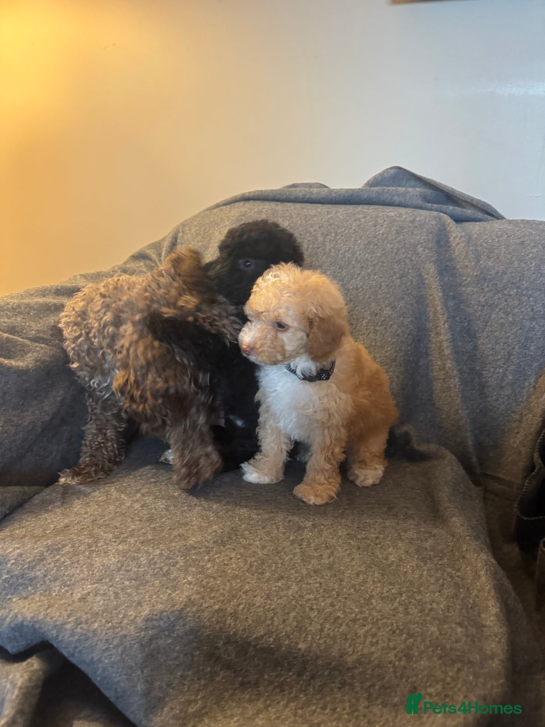 Toy Poodle dogs for sale: 2 Male Pure Toy Poodle Pups - Image 10
